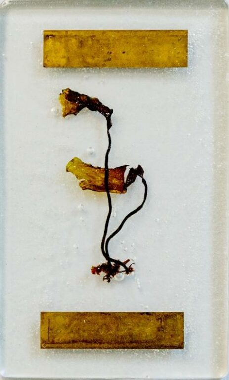 Untitled - Aline Schwörer 