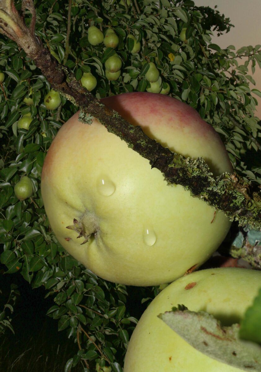 So juicy - Meike Männel 