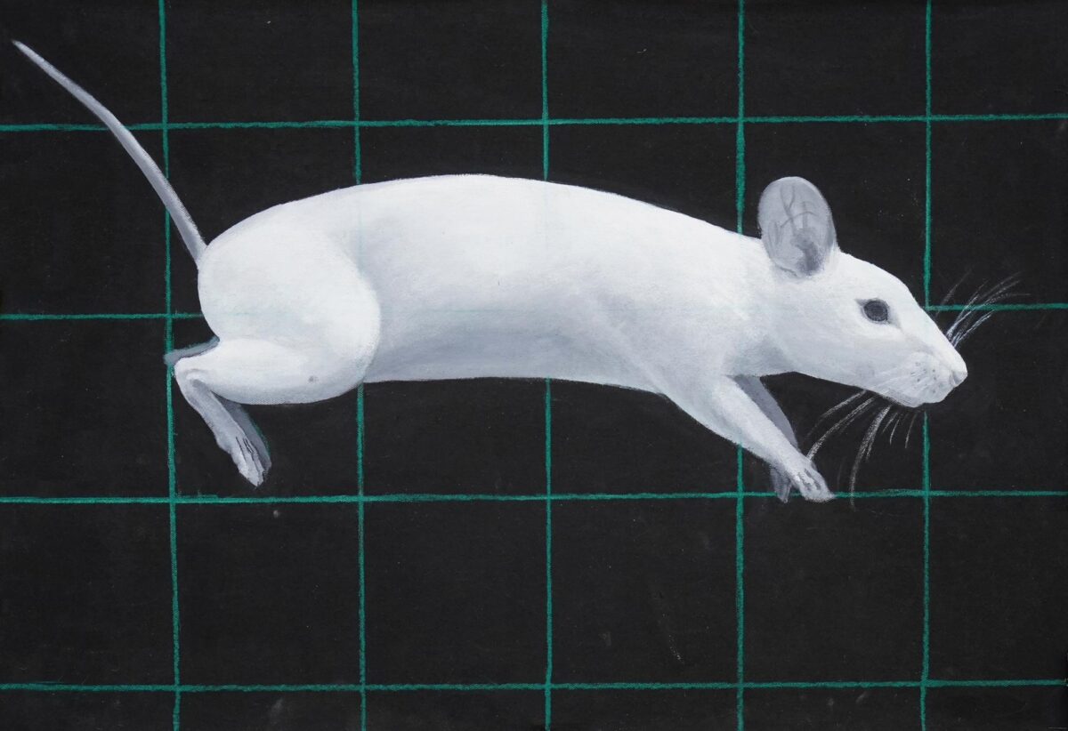Mouse - Yiming Wang 