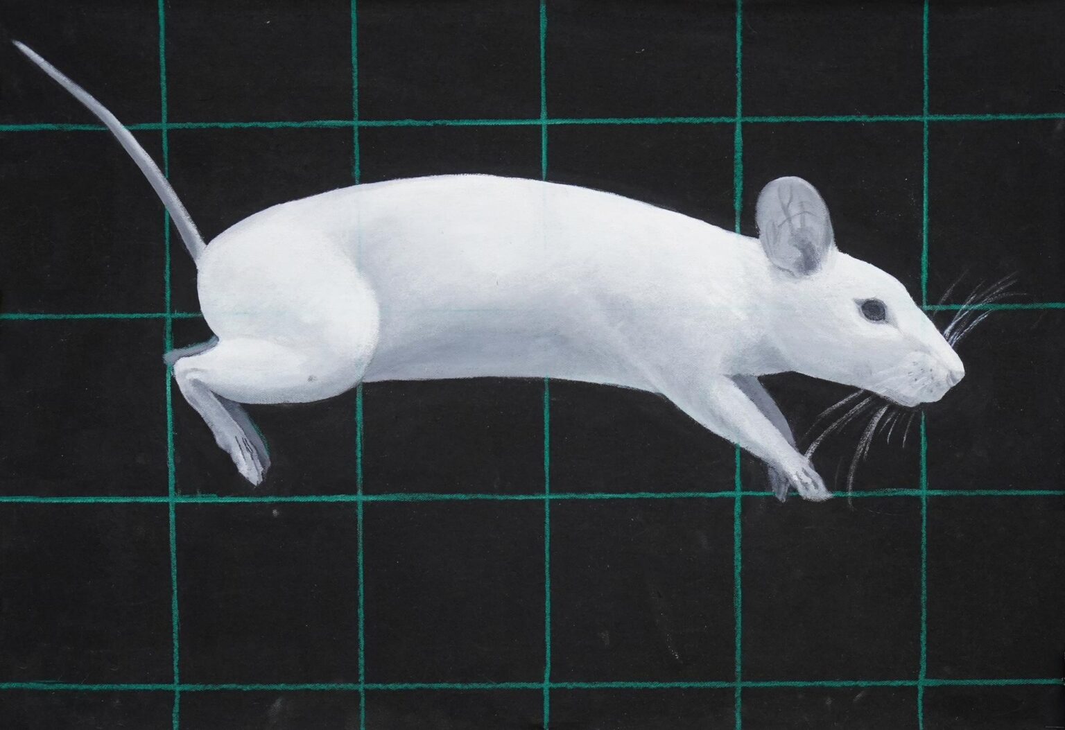 Mouse - Yiming Wang 