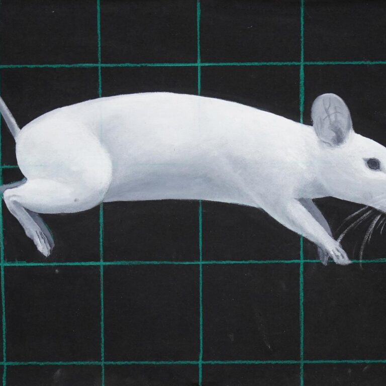 Mouse - Yiming Wang 