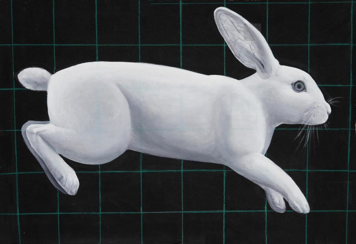 Rabbit - Yiming Wang 