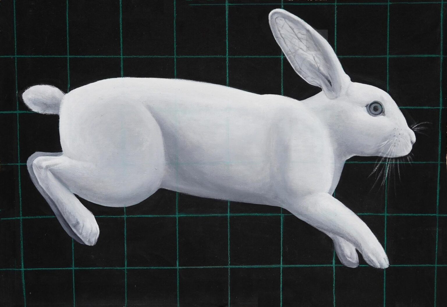 Rabbit - Yiming Wang 