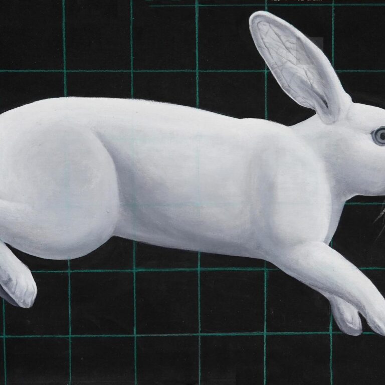 Rabbit - Yiming Wang 