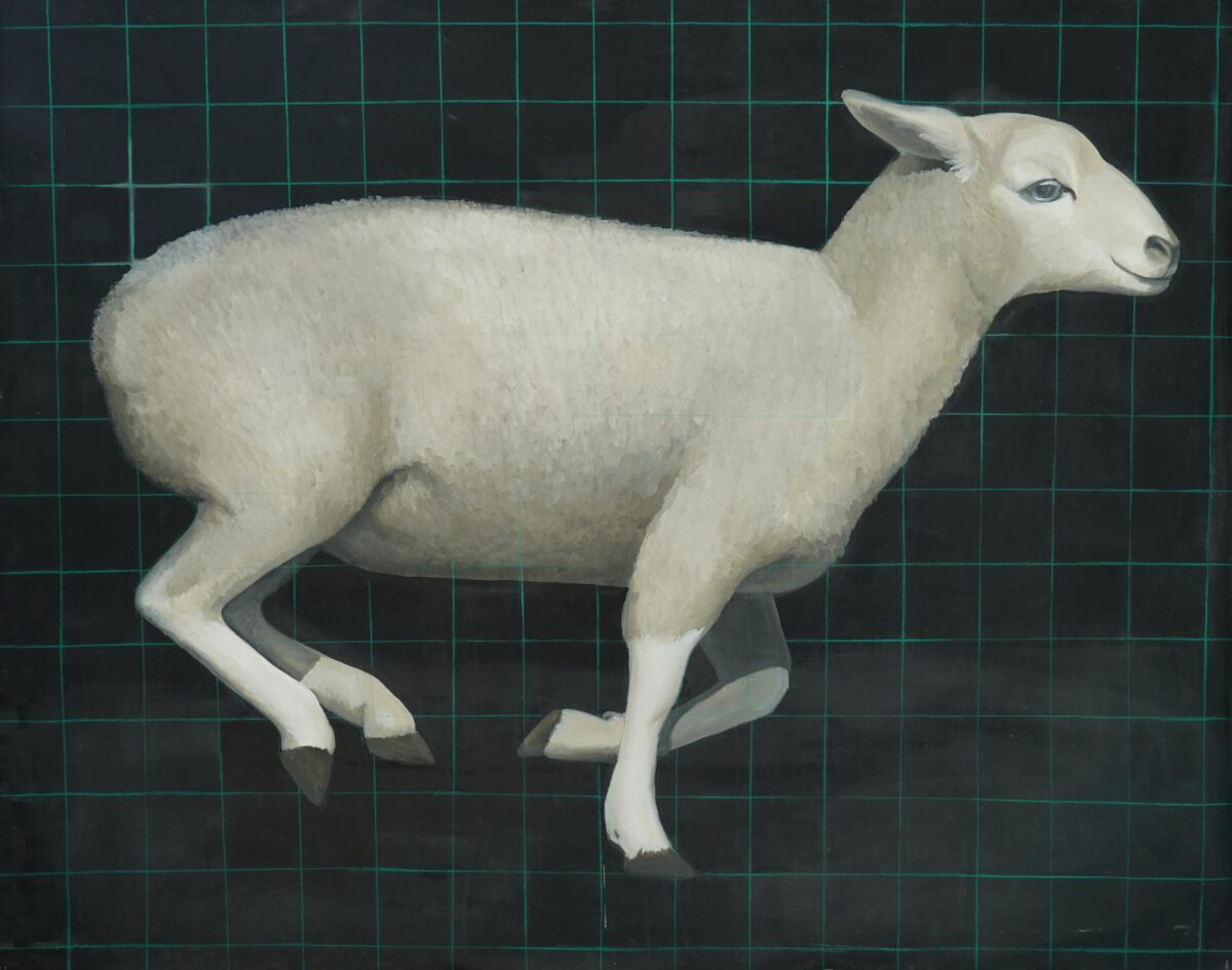 Sheep - Yiming Wang 