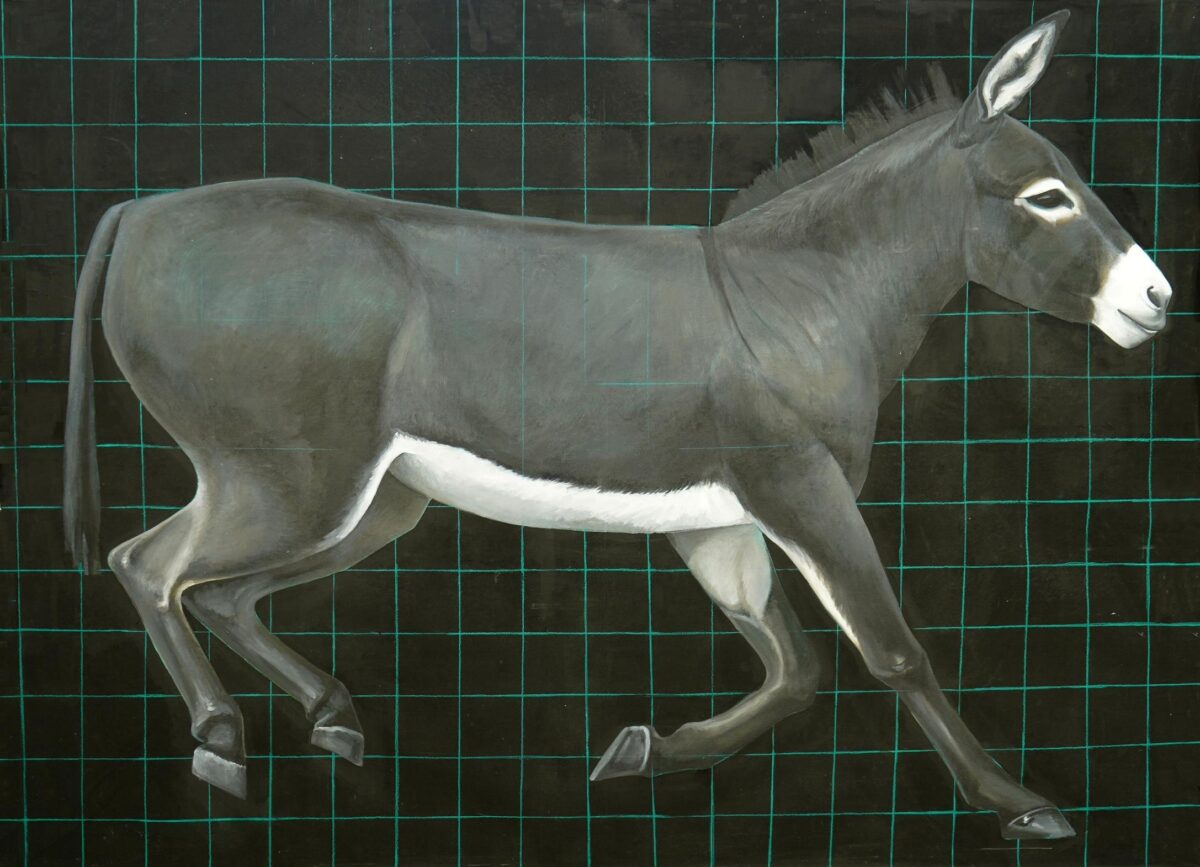 Donkey - Yiming Wang 