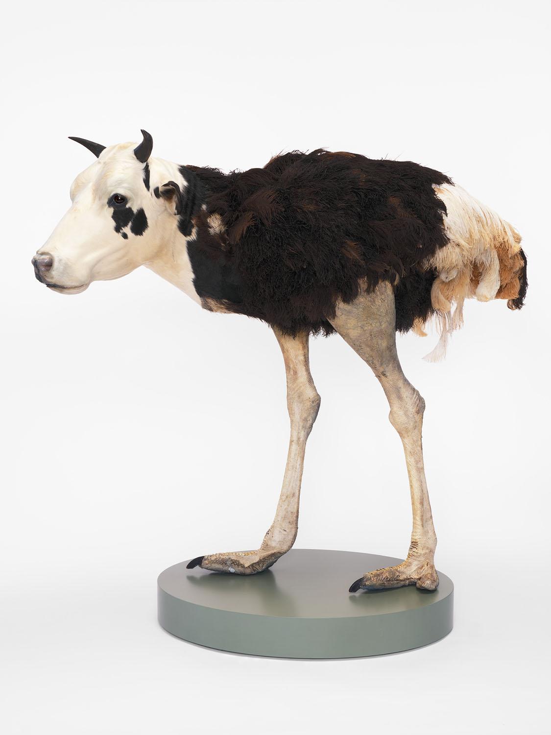 Misfit (cow/ostrich) - Thomas Gr&uuml;nfeld 