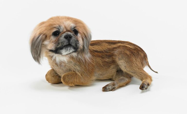 Misfit (Pekingese/boar piglet) - Thomas Grünfeld 