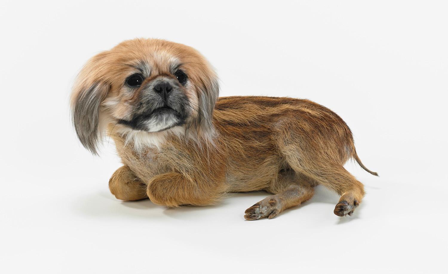 Misfit (Pekingese/boar piglet) - Thomas Gr&uuml;nfeld 
