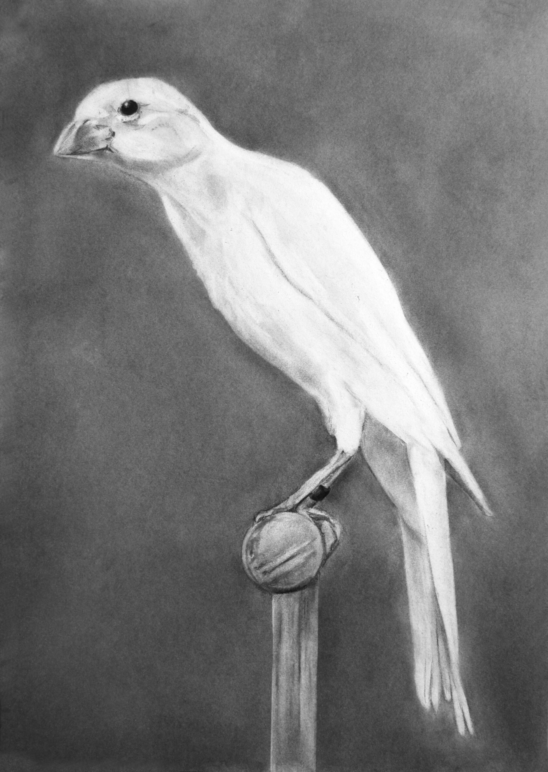 Survival of the fittest, canary 3 - huber.huber 