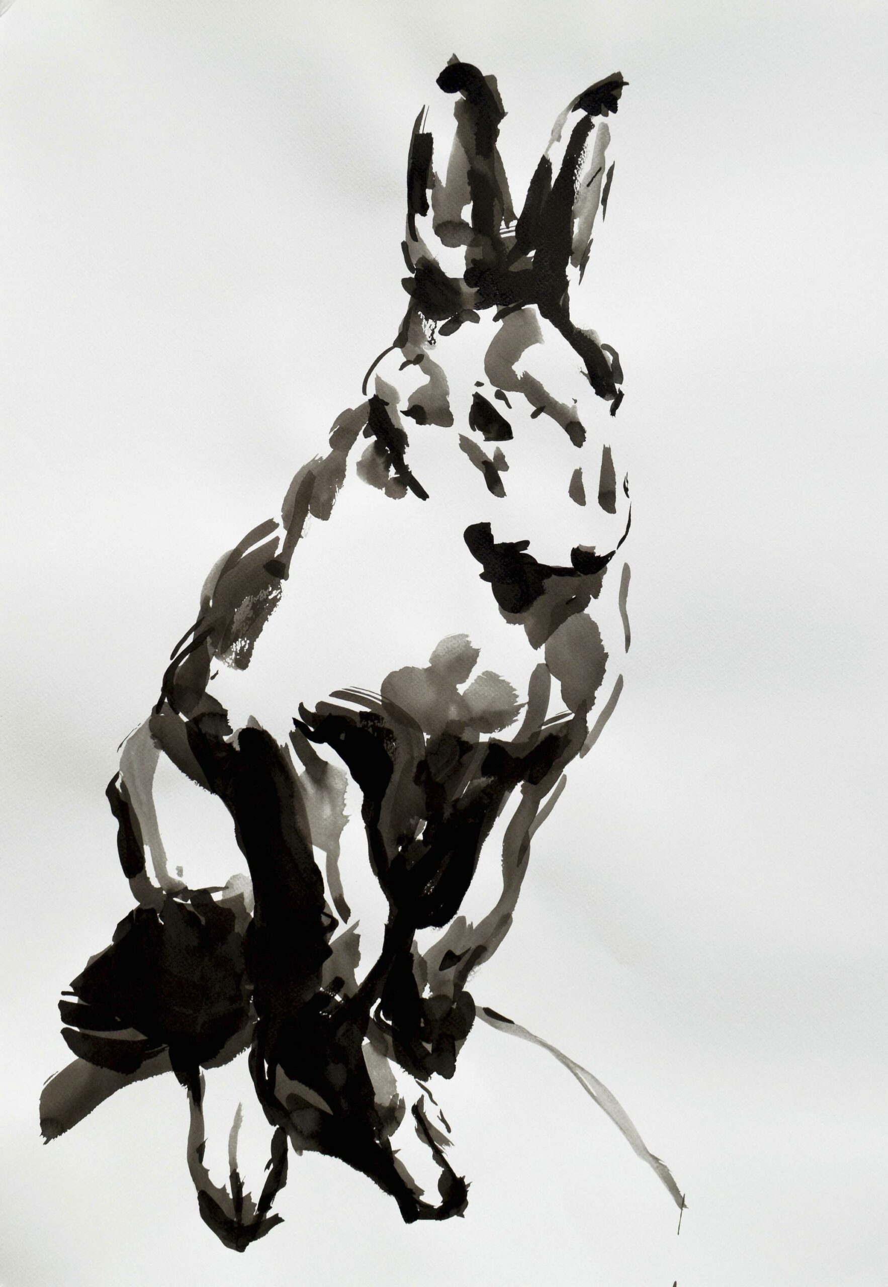 Rabbit - Angelika T&oacute;th 