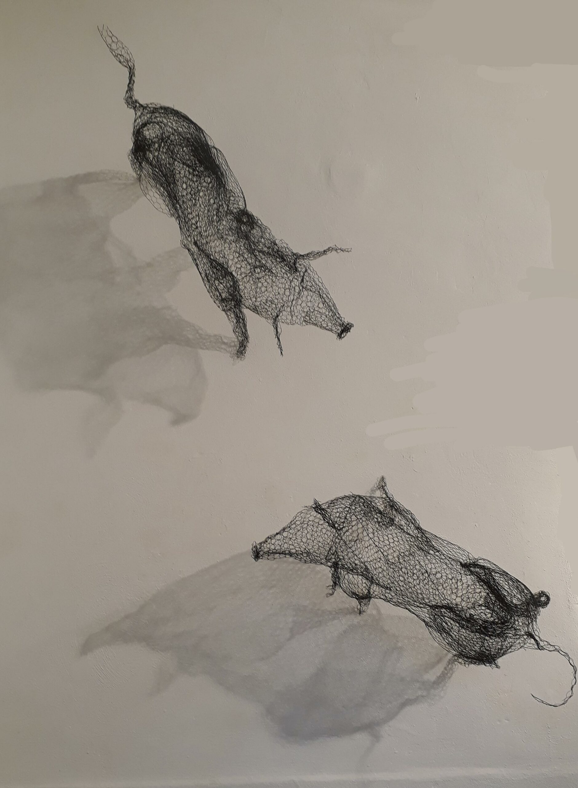 Ero un pollaio &ndash; Cinghiale 