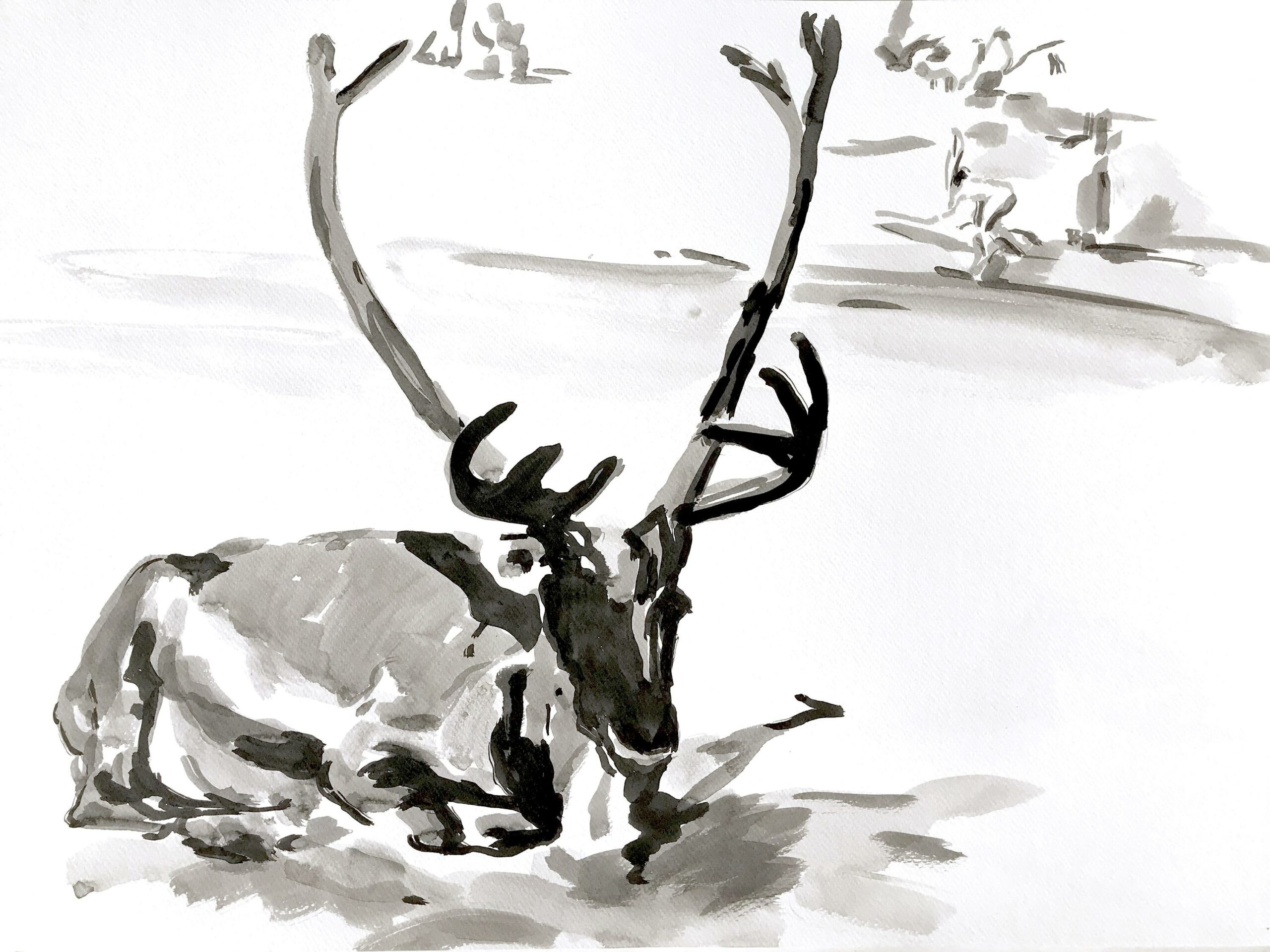 Deer - Angelika T&oacute;th 