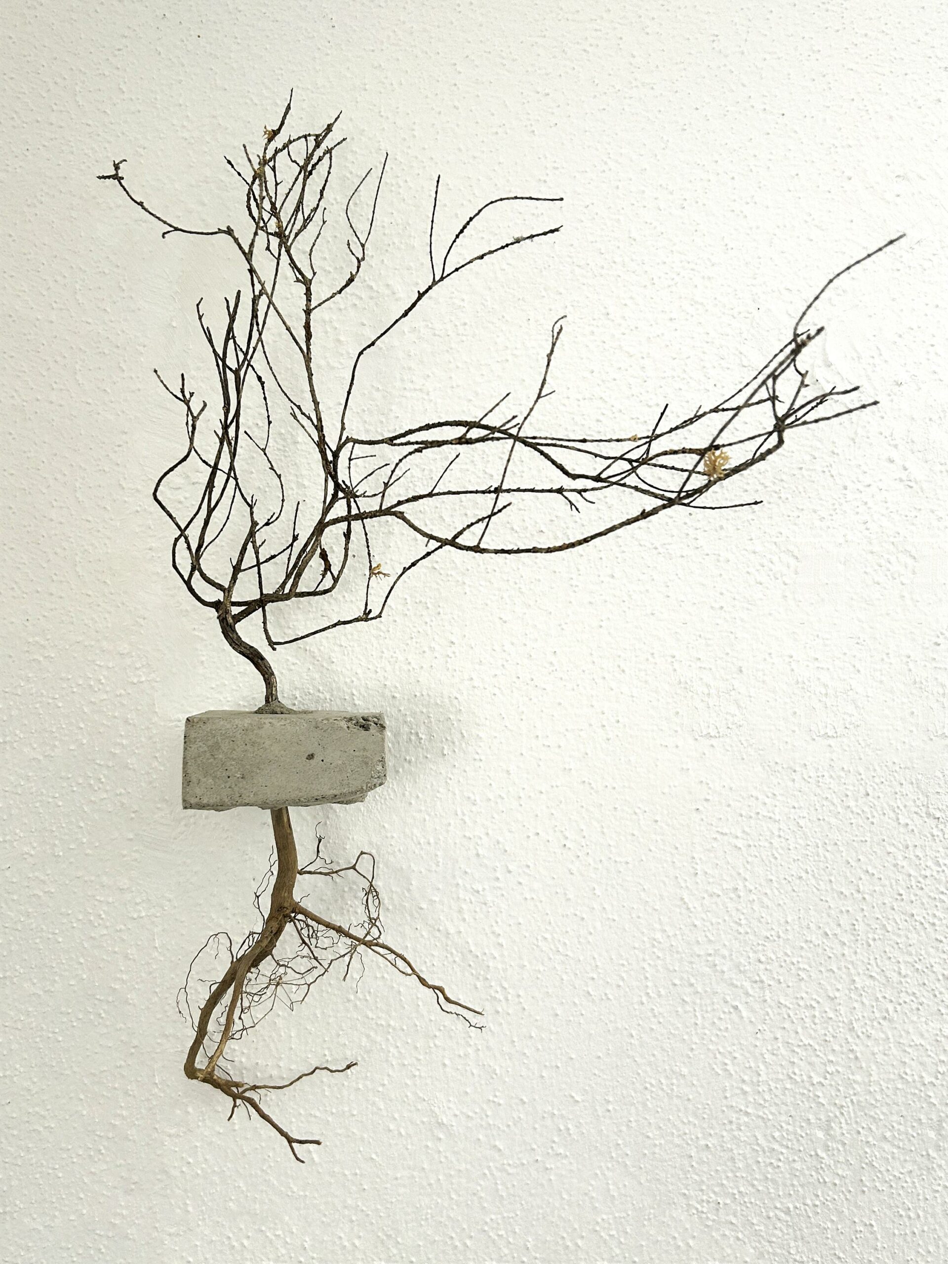 Grefti - Roberto Ghezzi 