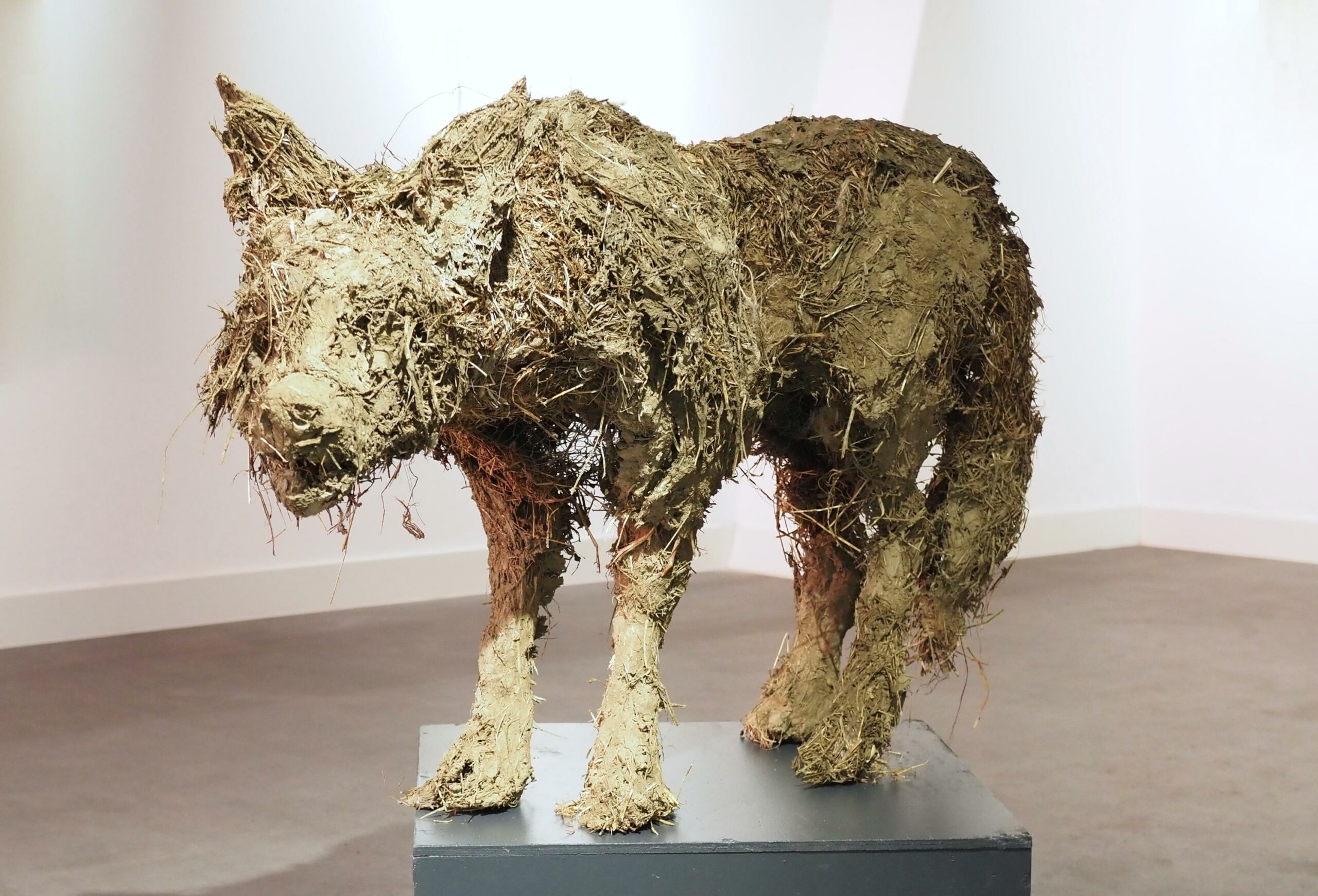 Lupo - Antonio Massarutto 