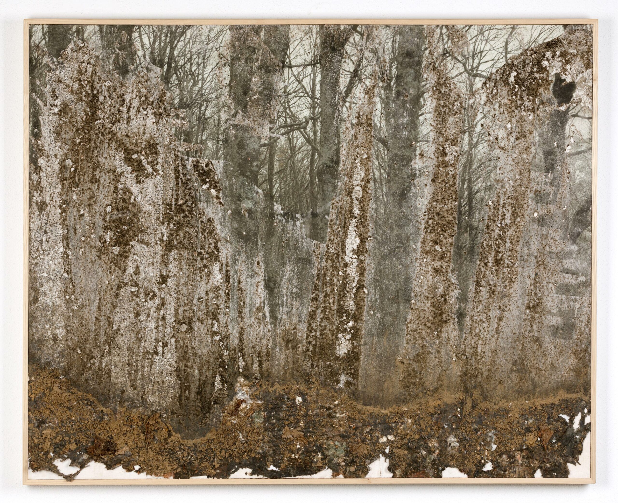 Naturografia di Bosco - Roberto Ghezzi 