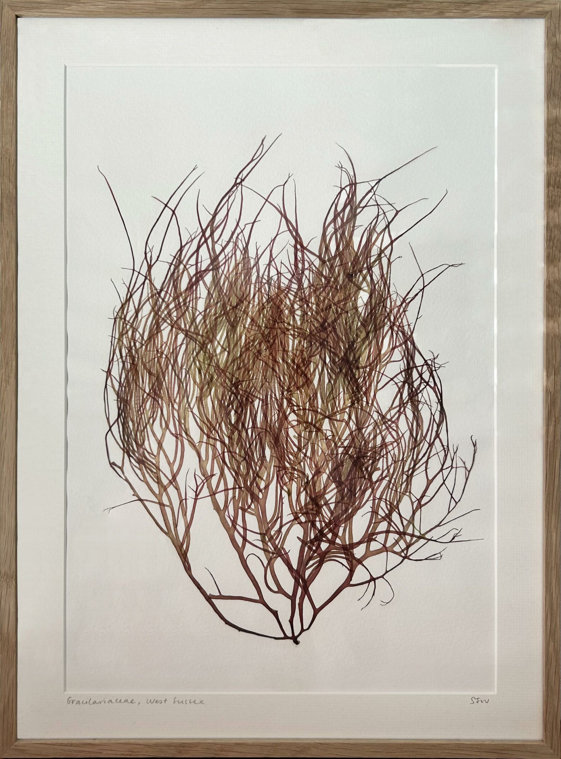 Gracilaria - Sarah Wiltshire 