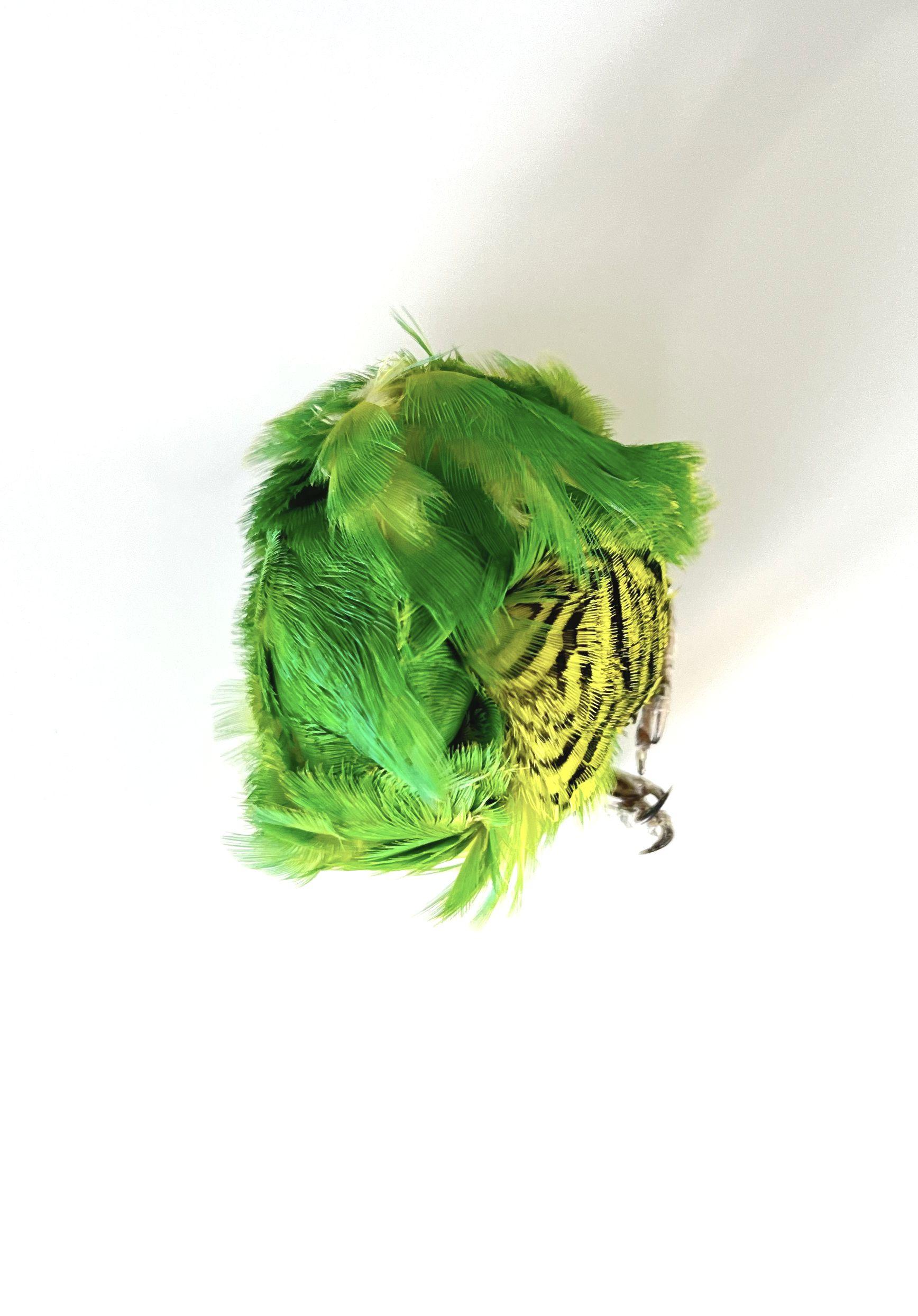 Wellensittich Grün I - Barbara Sophie Höcherl 