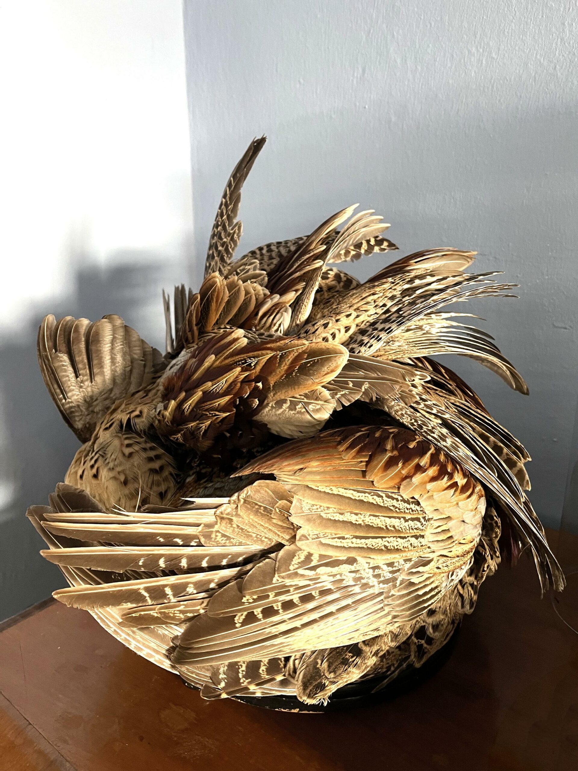 AVES / BODIES 230602 - Barbara Sophie H&ouml;cherl 