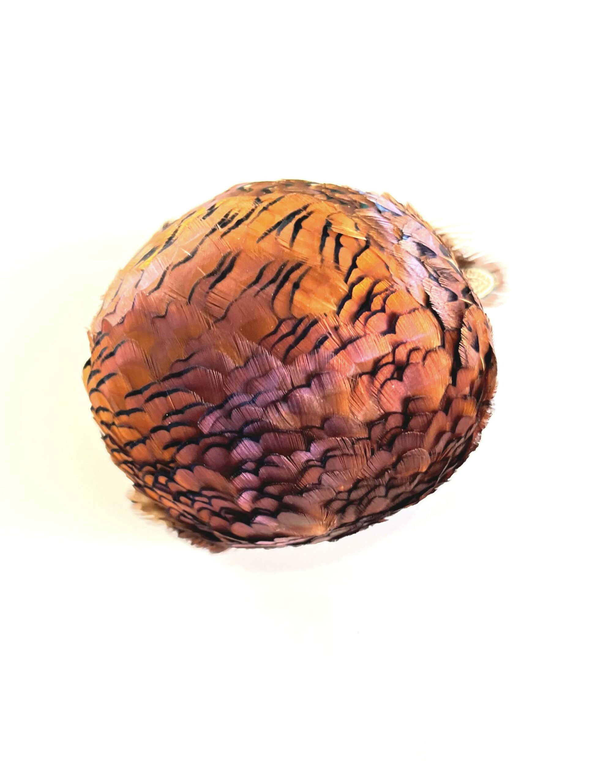 Fasan I &ndash; 2406 - Barbara Sophie H&ouml;cherl 