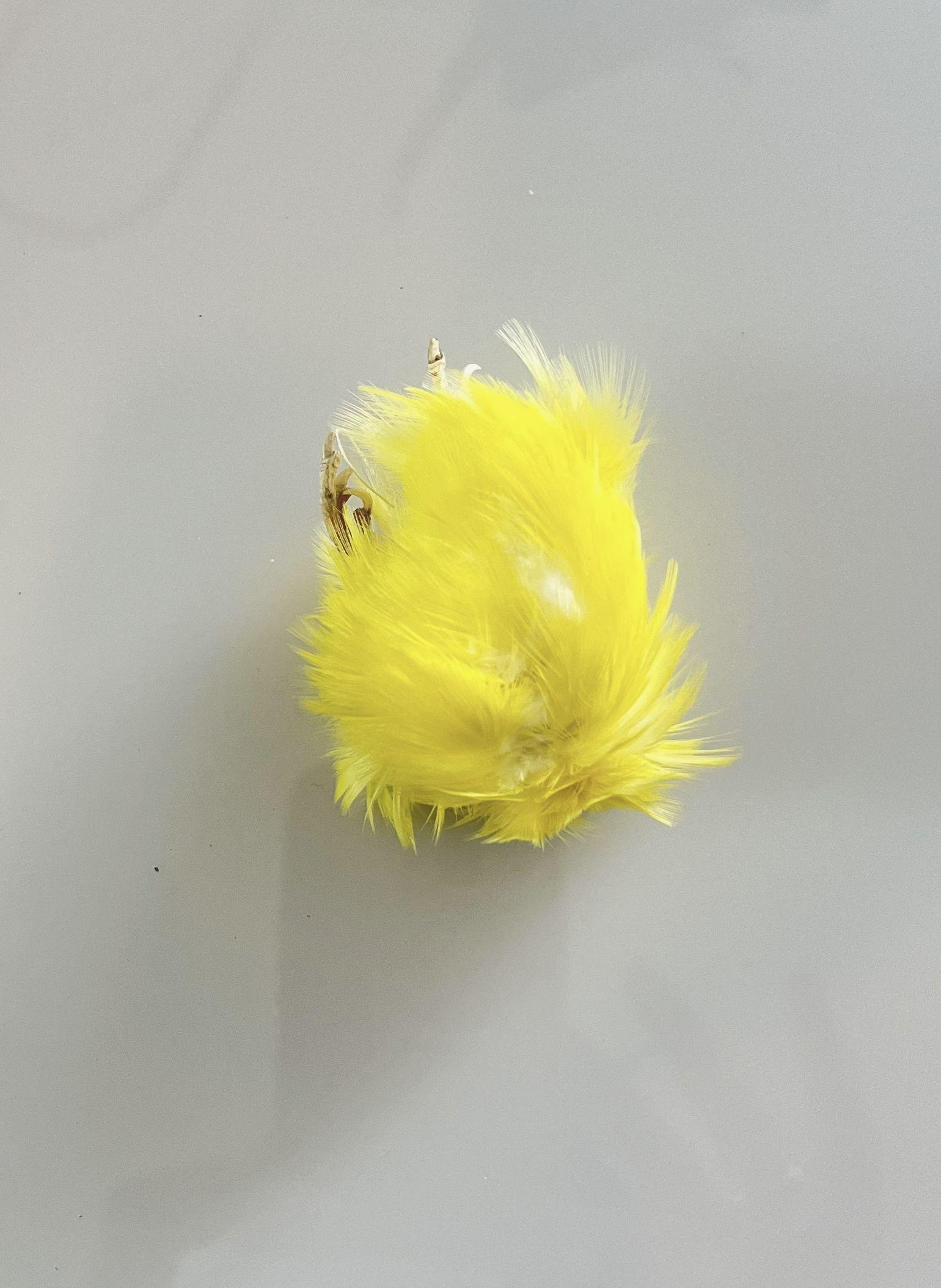 Wellensittich Gelb I - Barbara Sophie H&ouml;cherl 