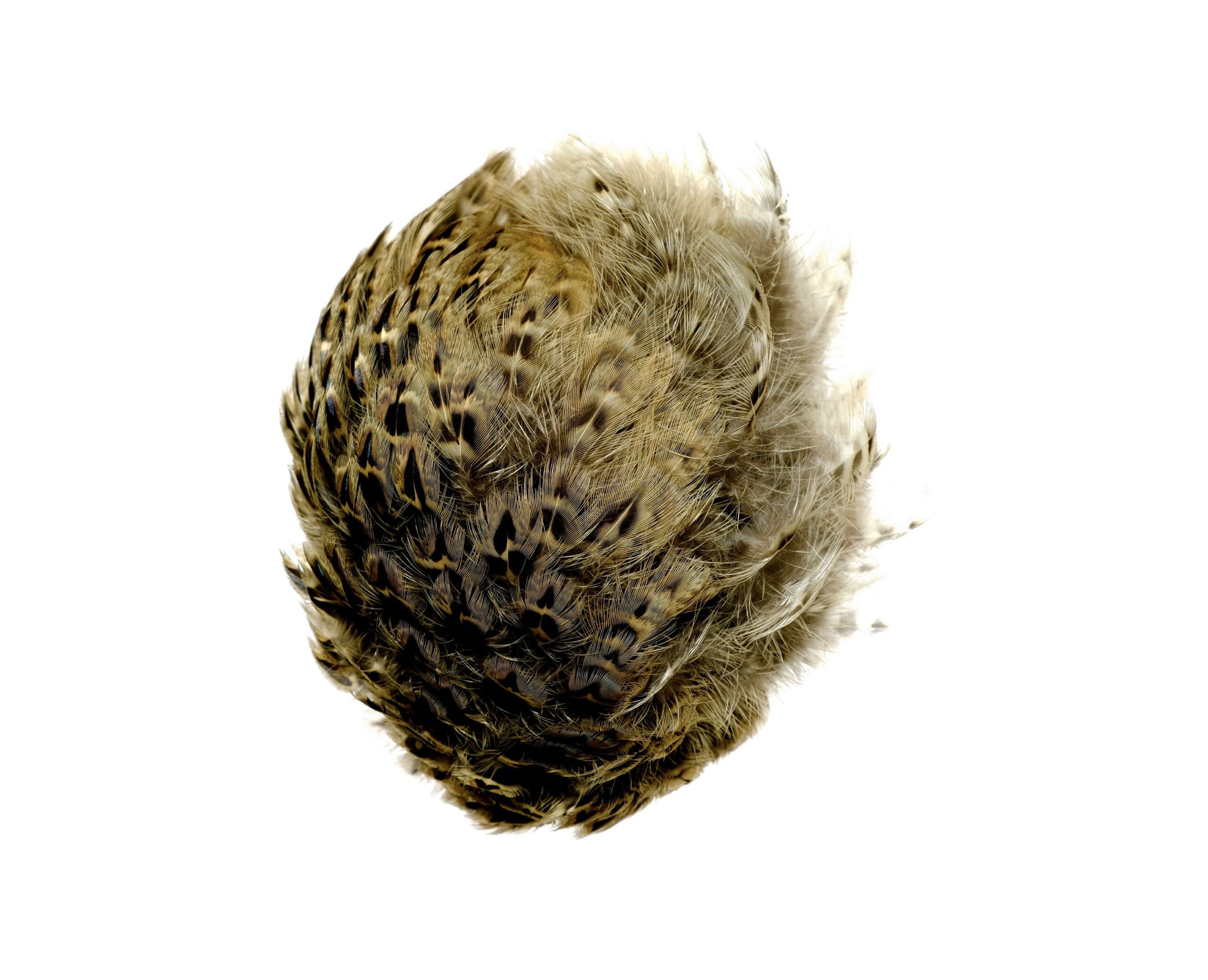 Fasan &ndash; 2304 - Barbara Sophie H&ouml;cherl 