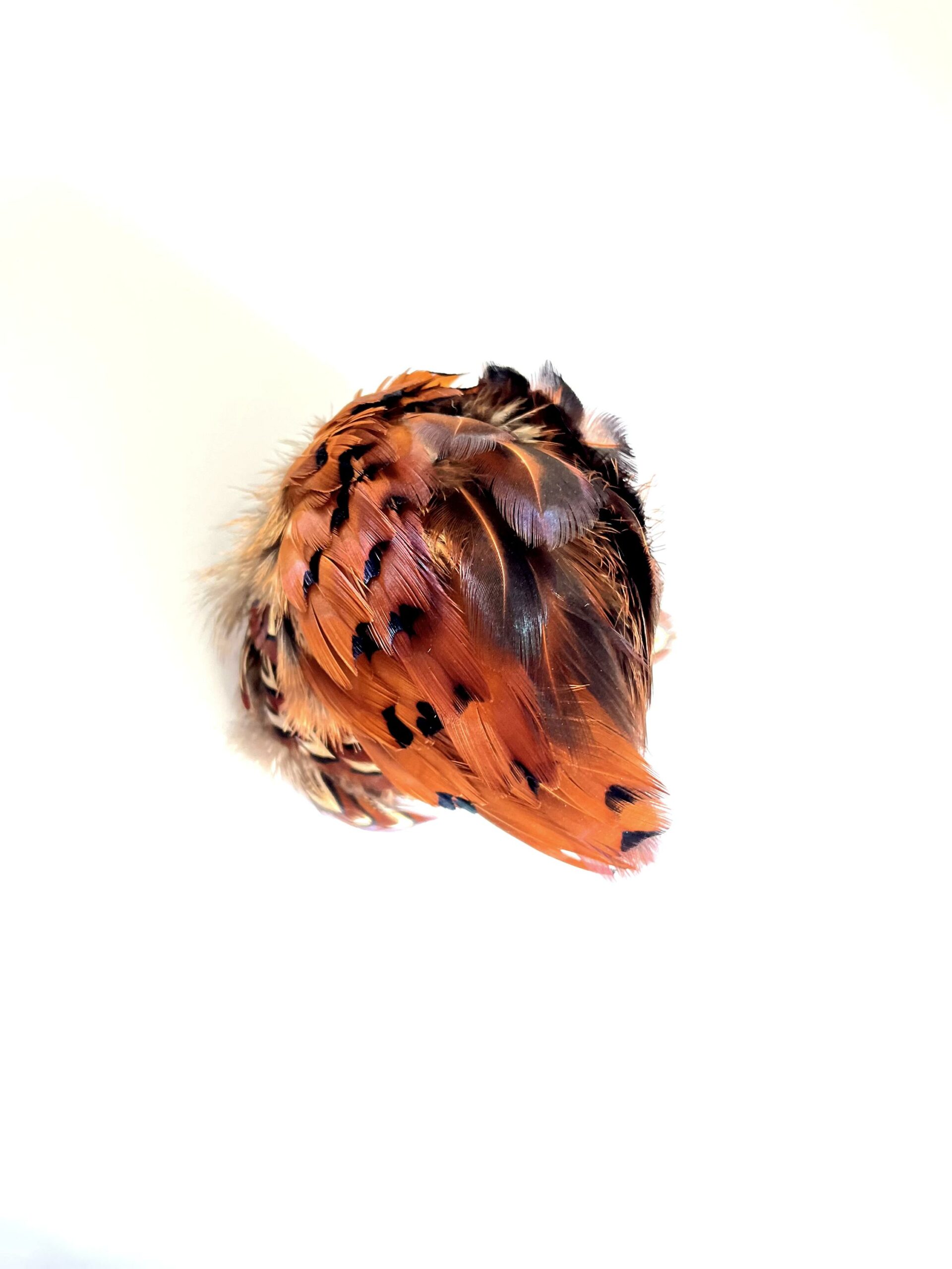 Fasan III &ndash; 2408 - Barbara Sophie H&ouml;cherl 