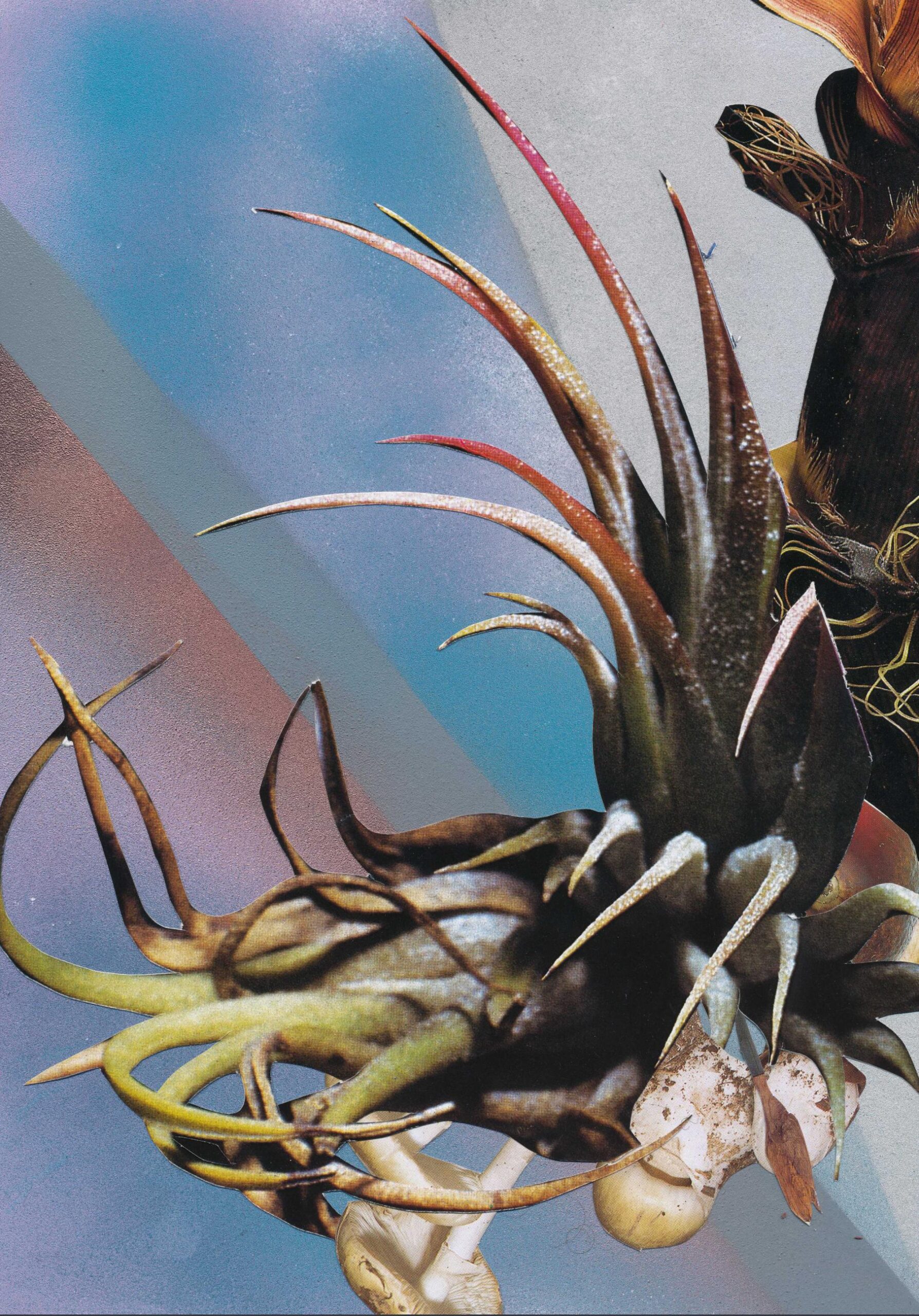 strange plants - huber.huber huber.huber