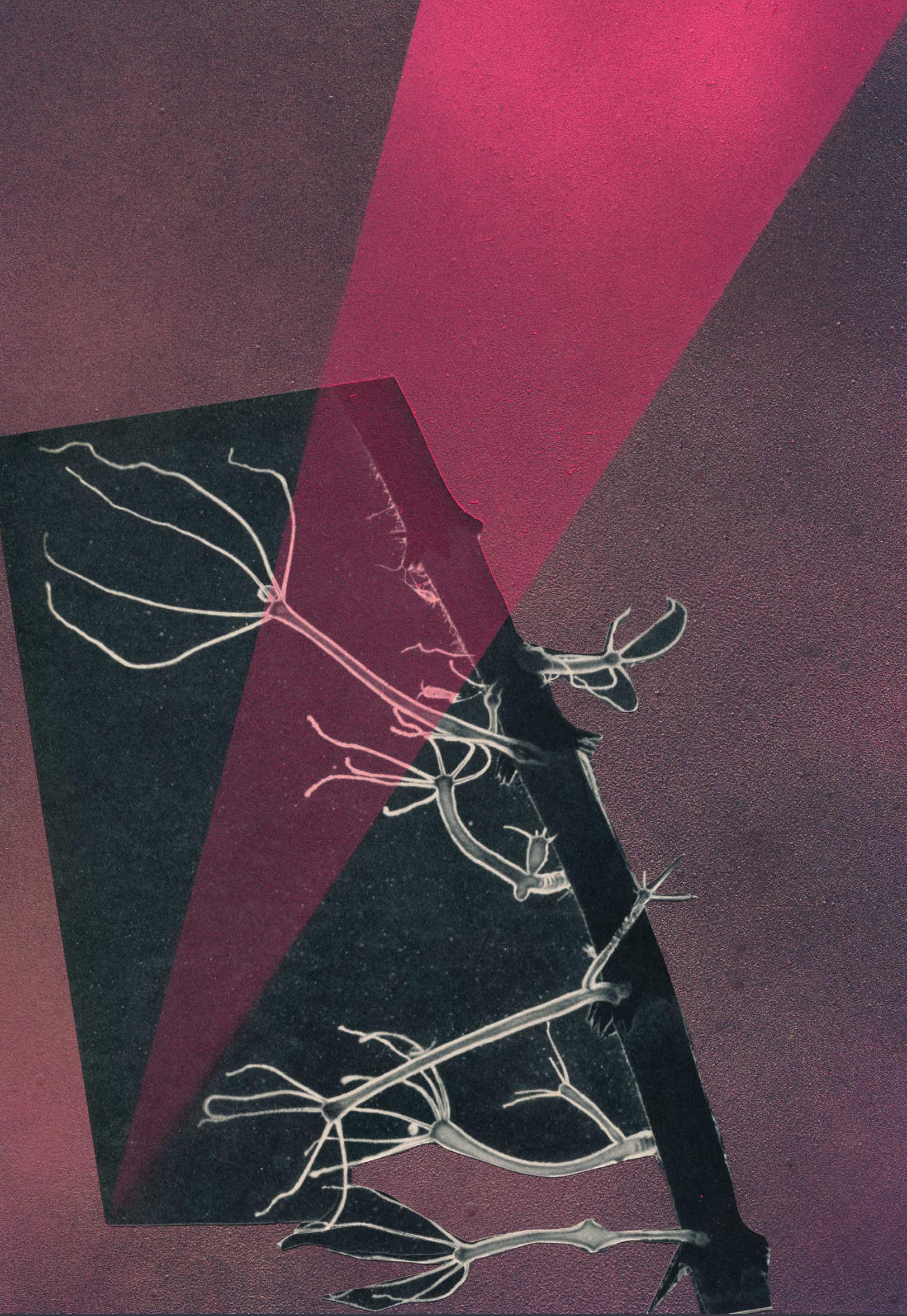 strange plants - huber.huber huber.huber