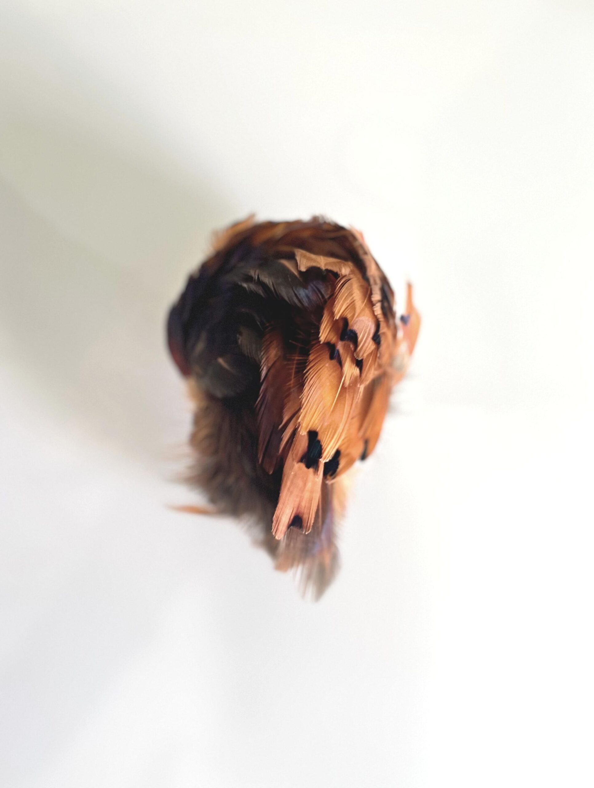 Fasan IV &ndash; 2409 - Barbara Sophie H&ouml;cherl 