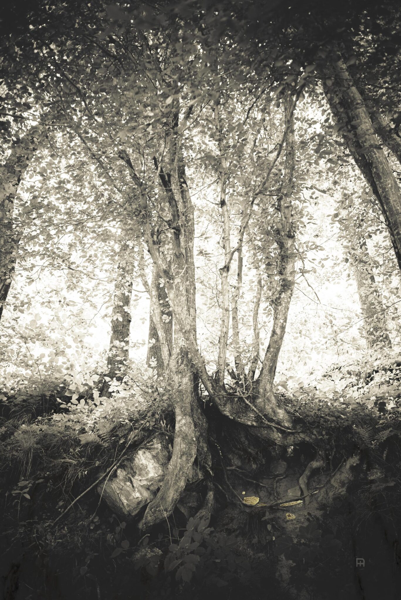 Nearby - Nicola Hackl-Haslinger 