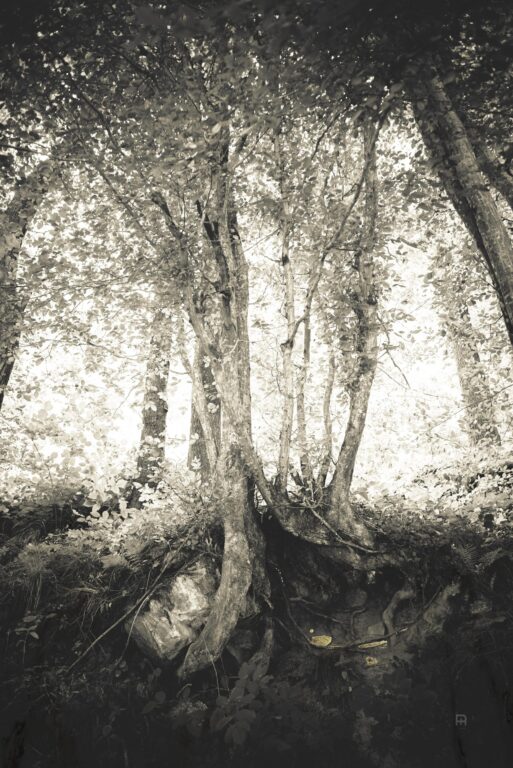 Nearby - Nicola Hackl-Haslinger 