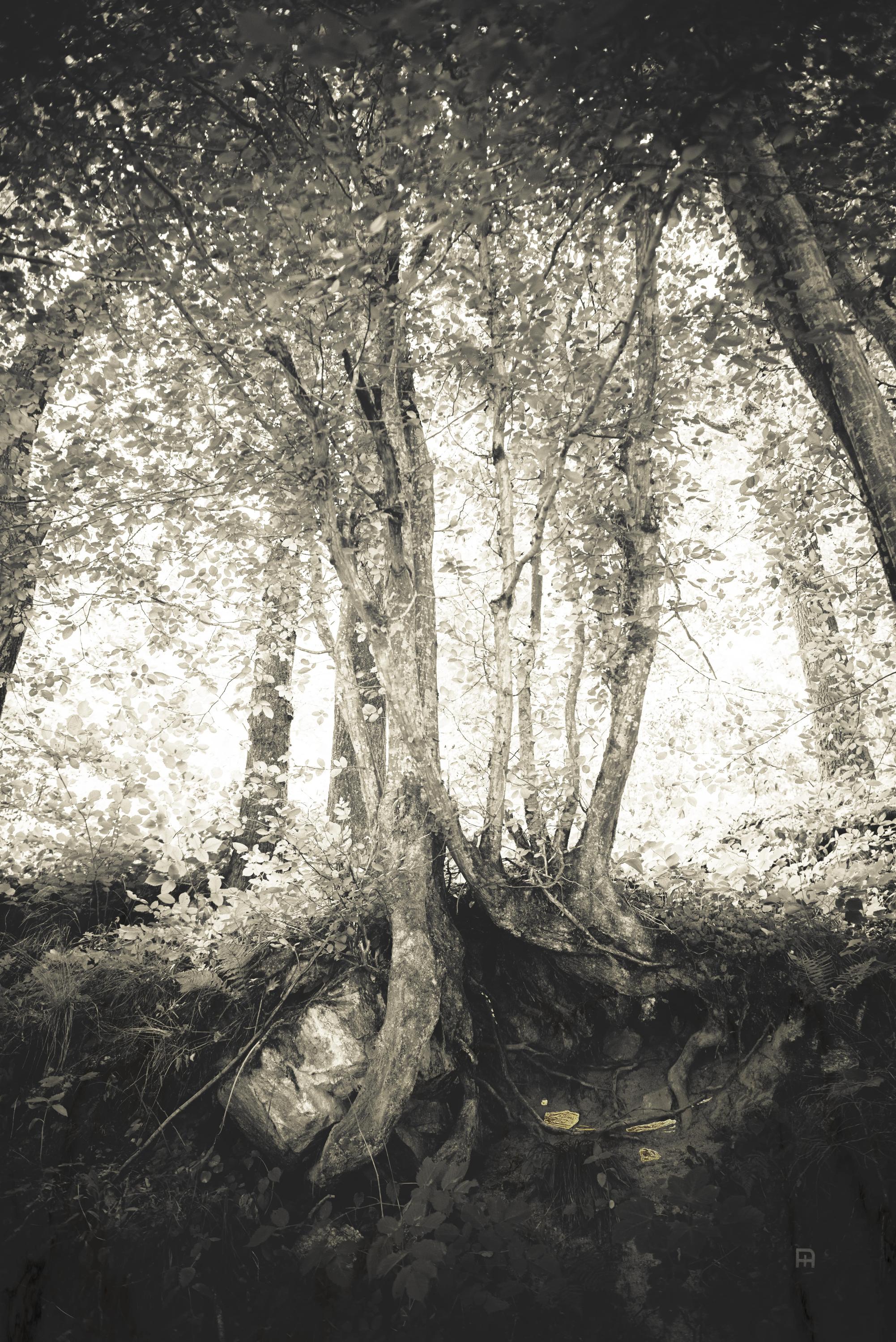 Nearby - Nicola Hackl-Haslinger 