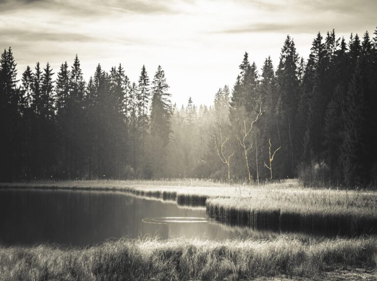 Silence II - Nicola Hackl-Haslinger 