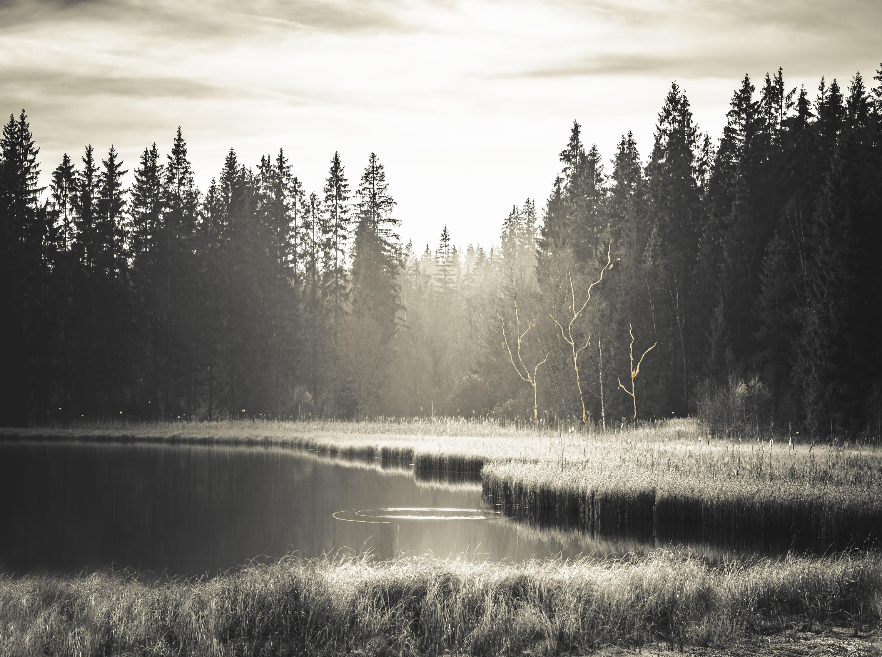 Silence II - Nicola Hackl-Haslinger 