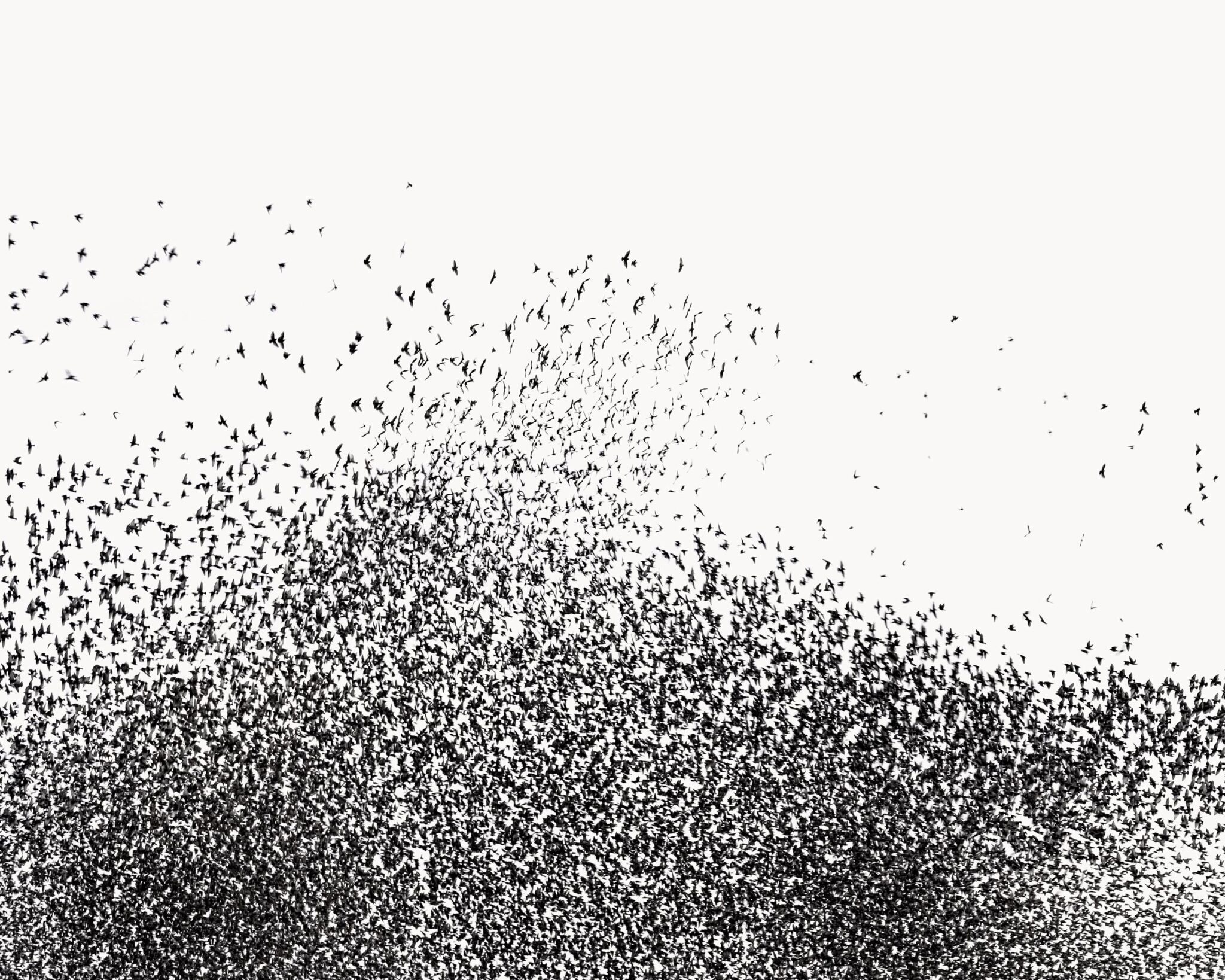 Murmuration IV - Uwe Langmann Uwe Langmann, Uwe Langmann