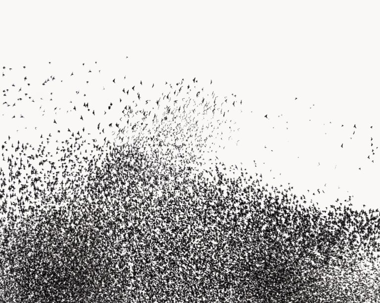 Murmuration IV - Uwe Langmann Uwe Langmann, Uwe Langmann