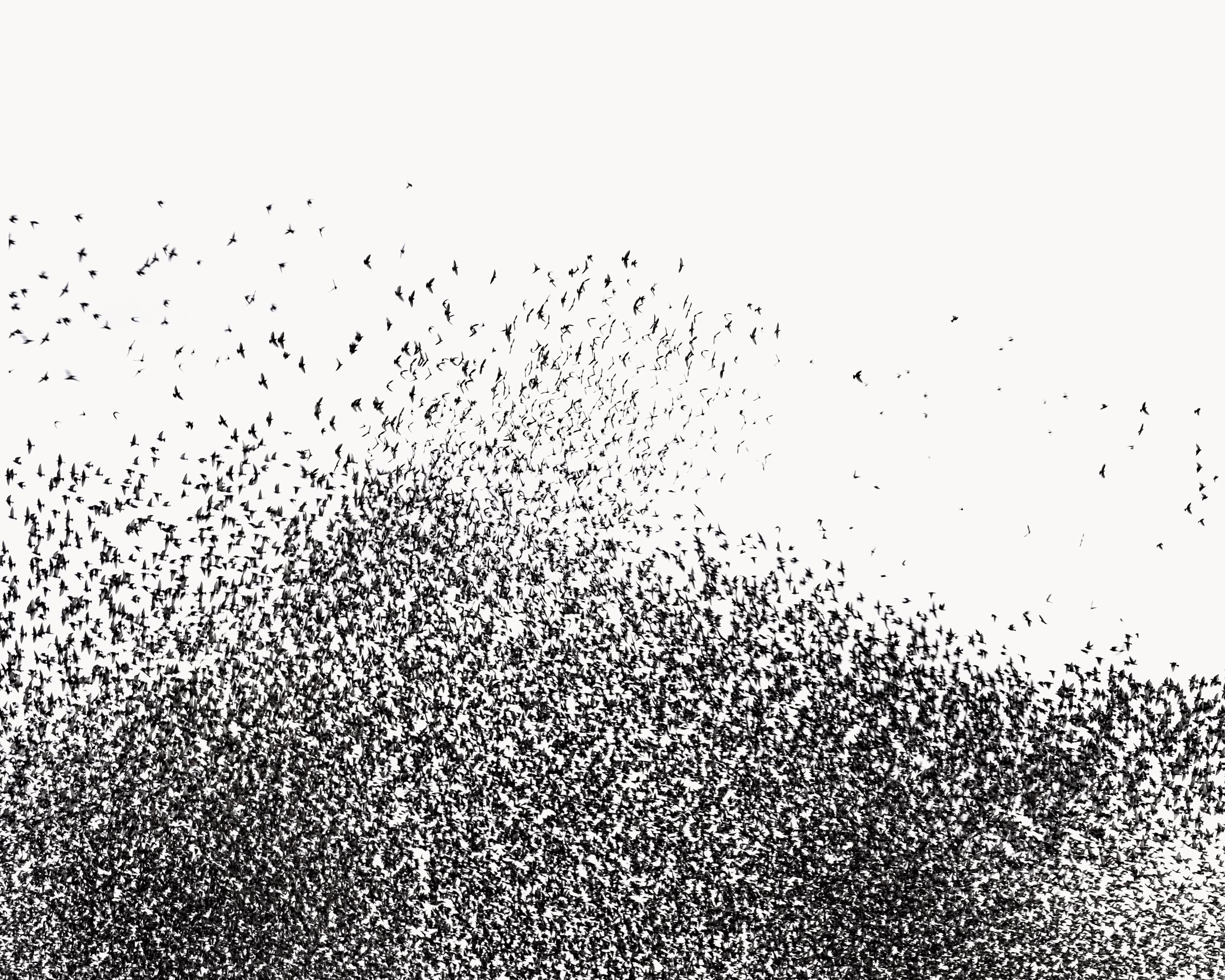 Murmuration IV - Uwe Langmann Uwe Langmann, Uwe Langmann