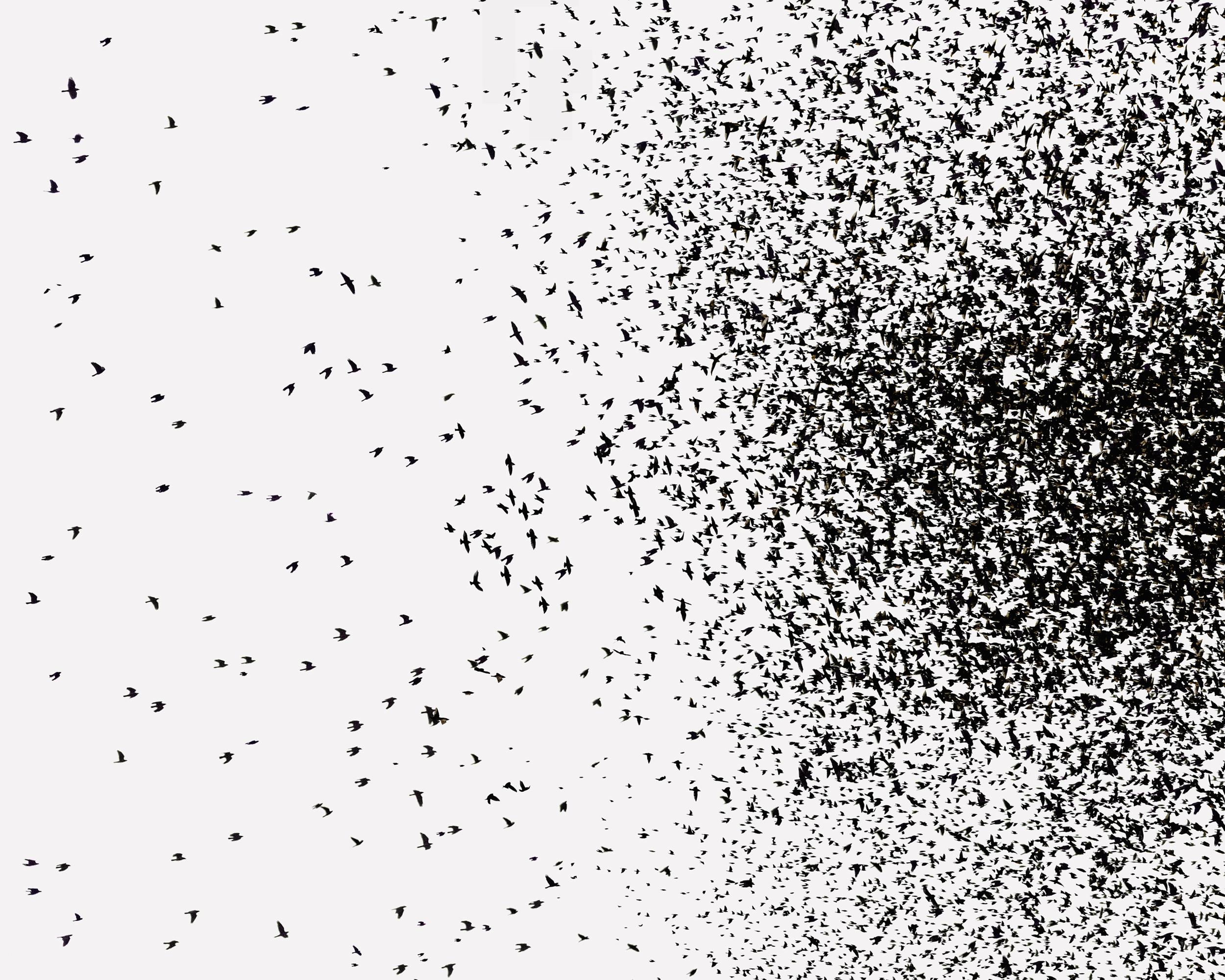 Murmuration III - Uwe Langmann Uwe Langmann, Uwe Langmann