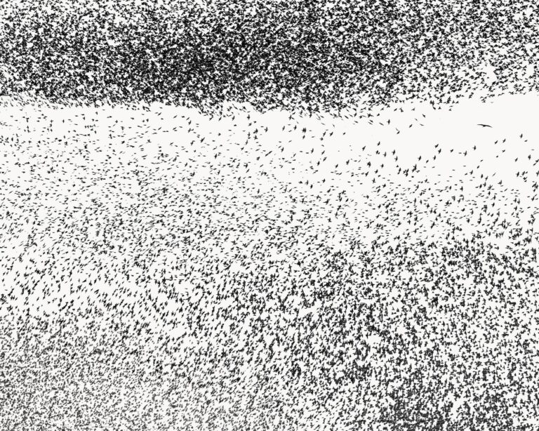 Murmuration II - Uwe Langmann Uwe Langmann, Uwe Langmann