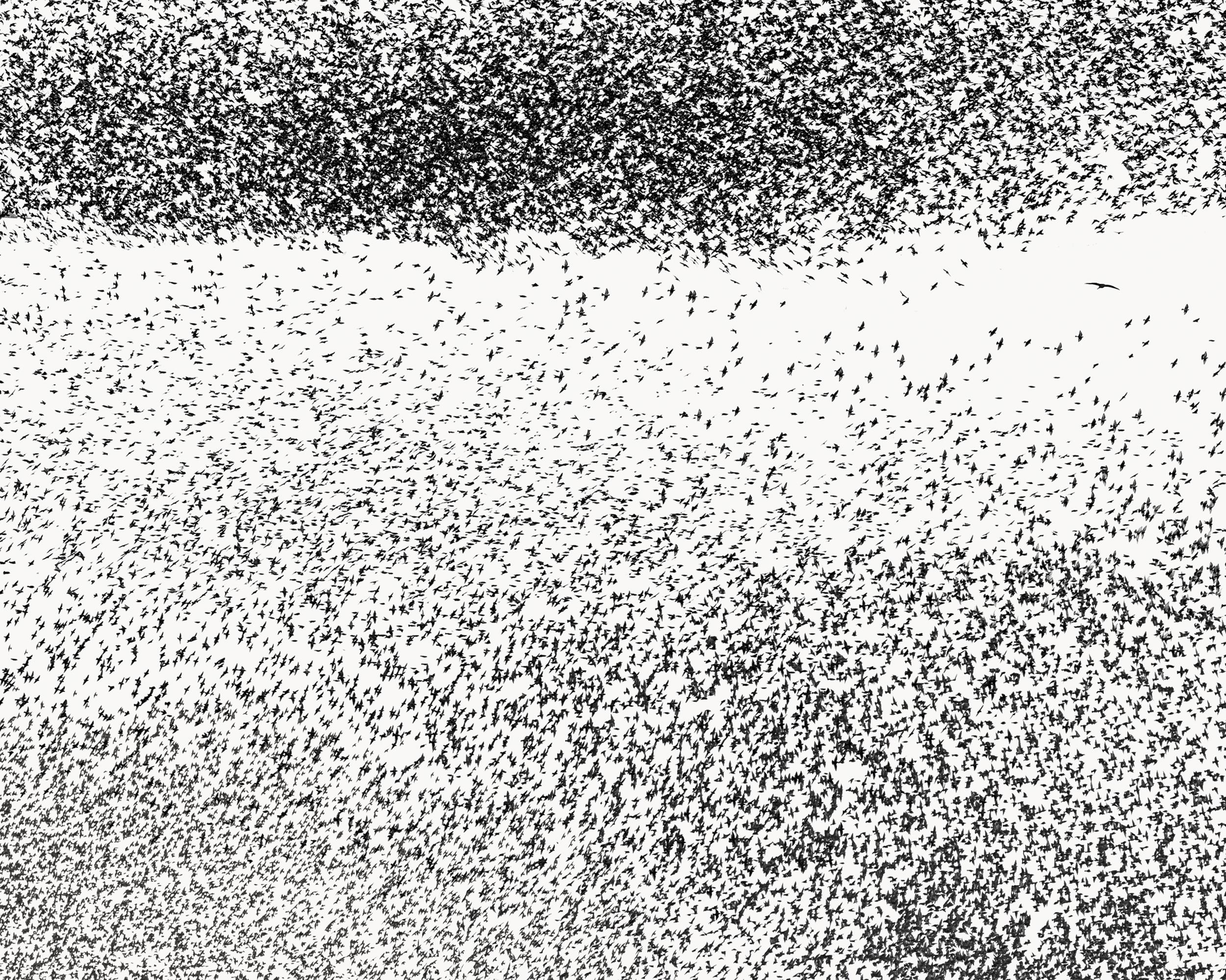 Murmuration II - Uwe Langmann Uwe Langmann, Uwe Langmann