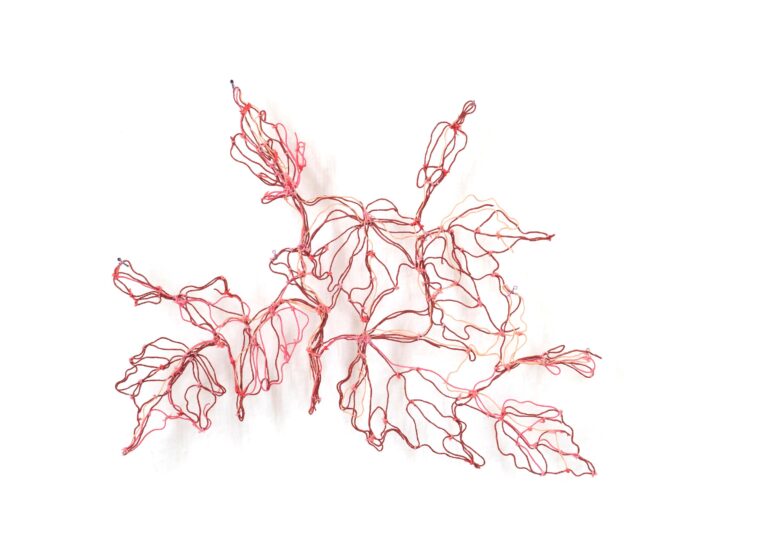 Malvaviscus arboreus - Marina Gasparini 