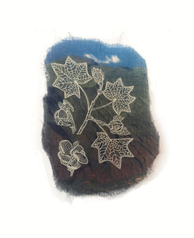 Kokia cookei - Marina Gasparini Marina Gasparini, Marina Gasparini