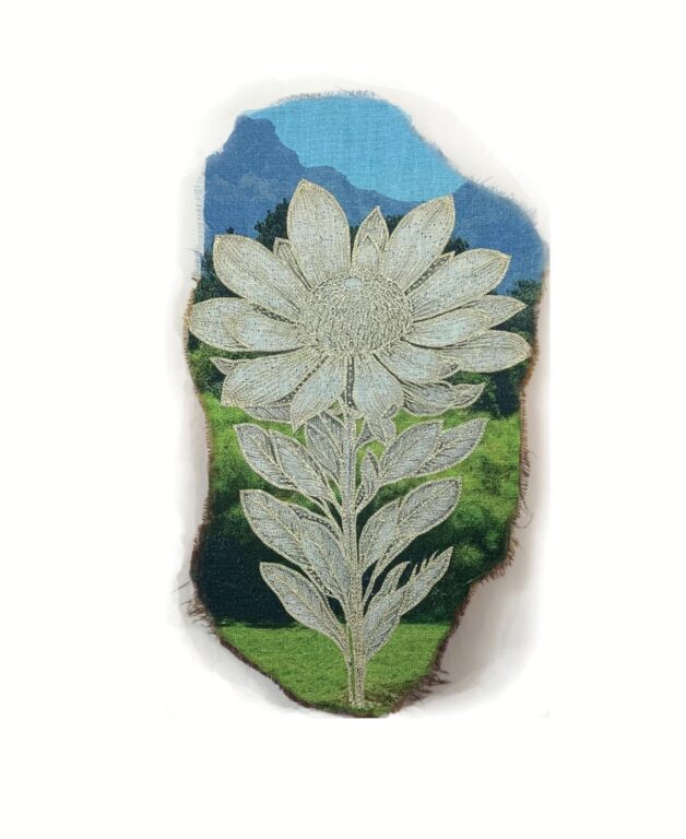 Leucadendron grandiflorum - Marina Gasparini Marina Gasparini, Marina Gasparini