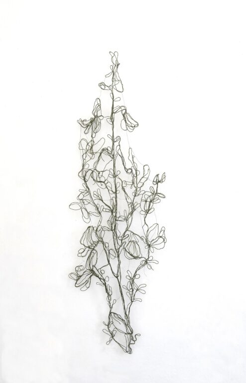 Cytus arboreo - Marina Gasparini 