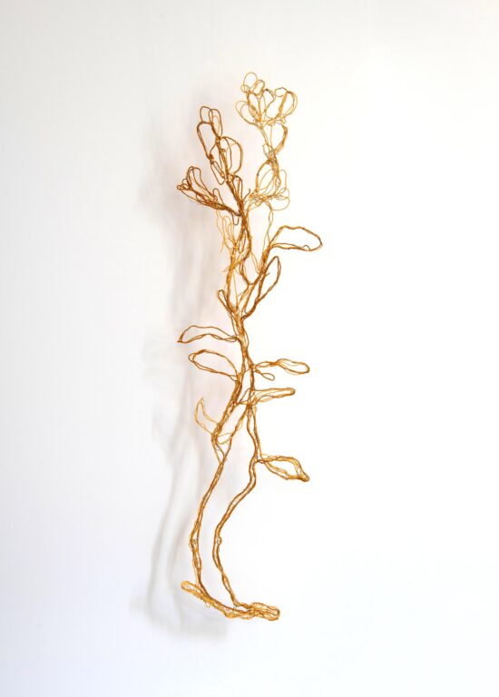 Genista tinctoria - Marina Gasparini 