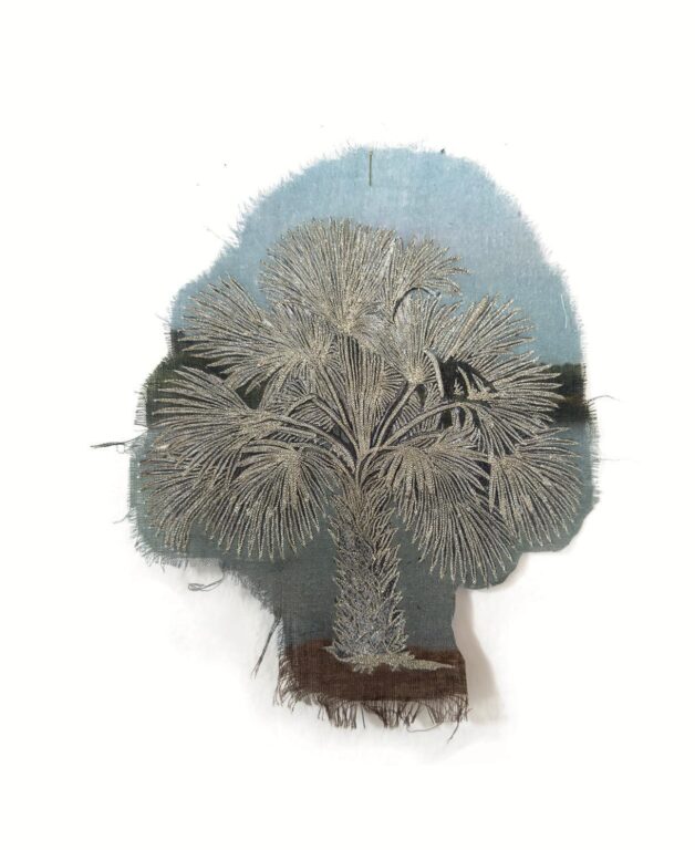 Corypha taliera - Marina Gasparini Marina Gasparini, Marina Gasparini