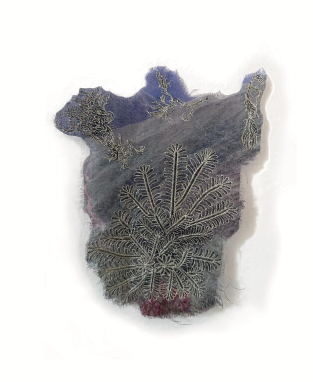 Flabellidium spinosum - Marina Gasparini Marina Gasparini, Marina Gasparini