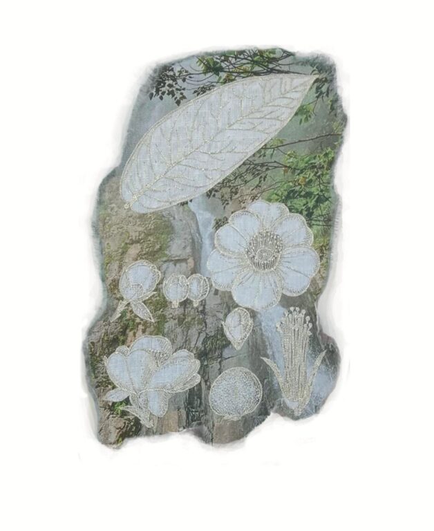 Camellia amplexicaulis - Marina Gasparini Marina Gasparini, Marina Gasparini