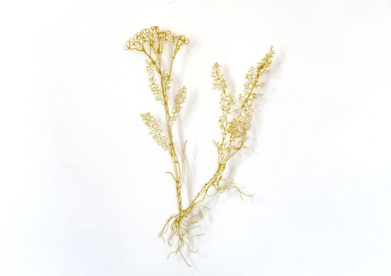 Achillea millefolium - Marina Gasparini 